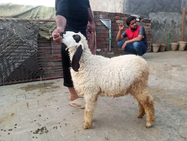 Desi pair — photo 5