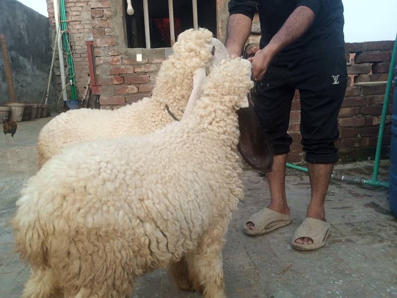 Desi pair 5