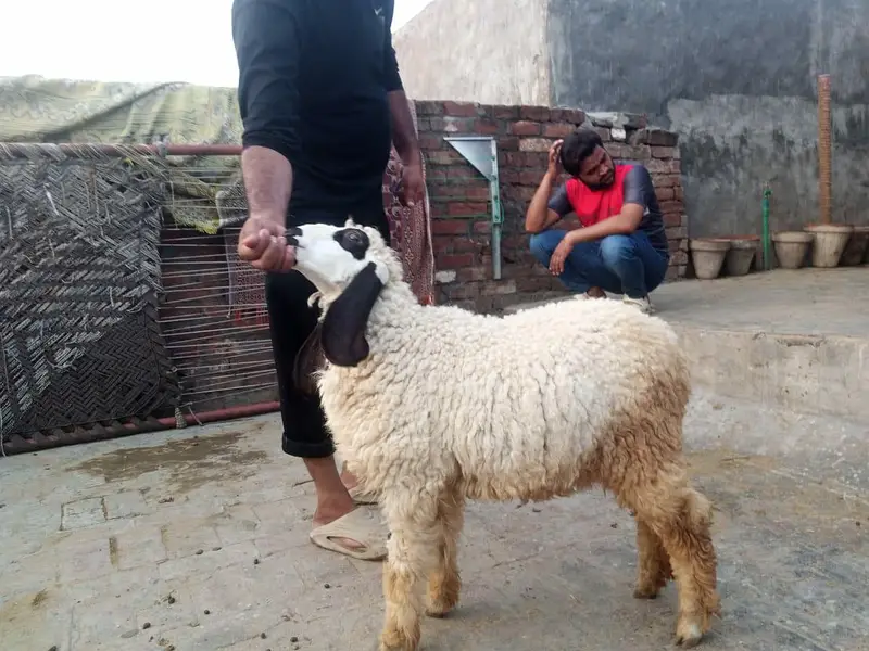 Desi pair — photo 8