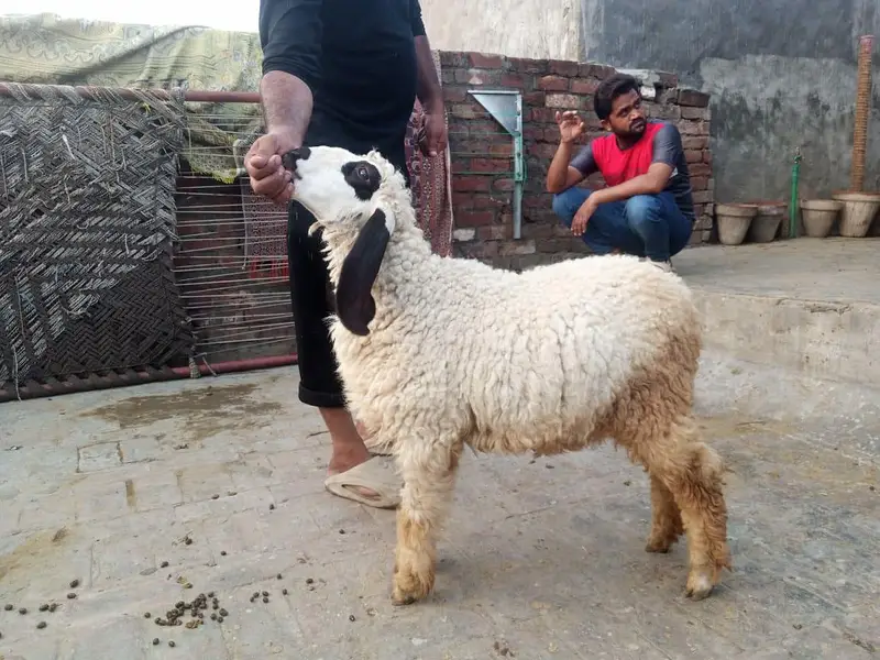 Desi pair — photo 10