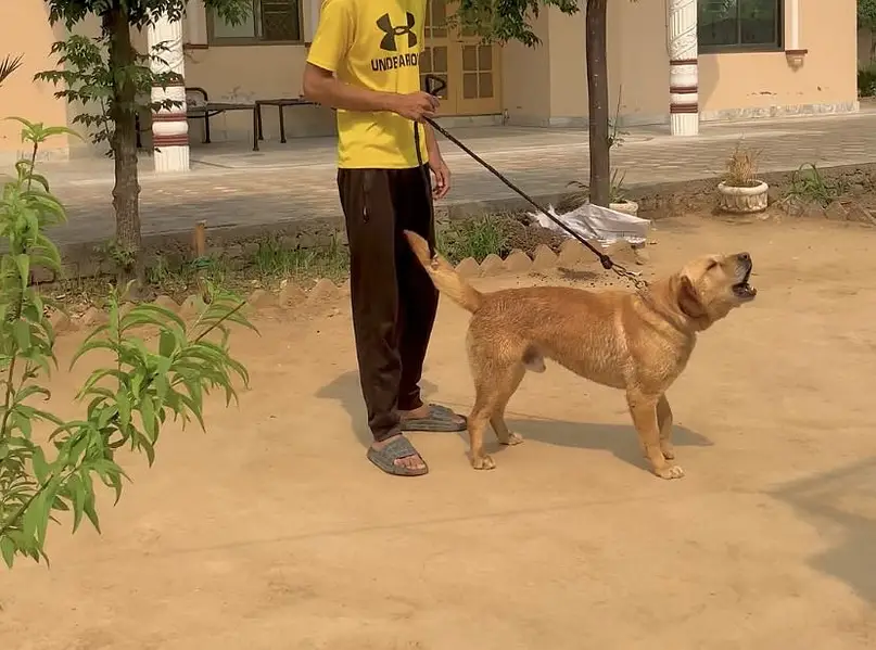Trained Labrador — photo 2