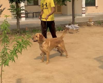 Trained Labrador