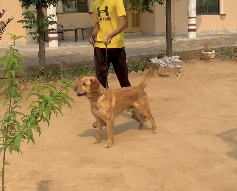 Trained Labrador 0