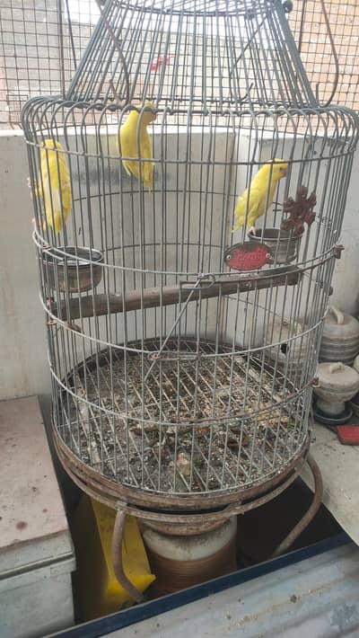 Yellow ringneck pair or pathy