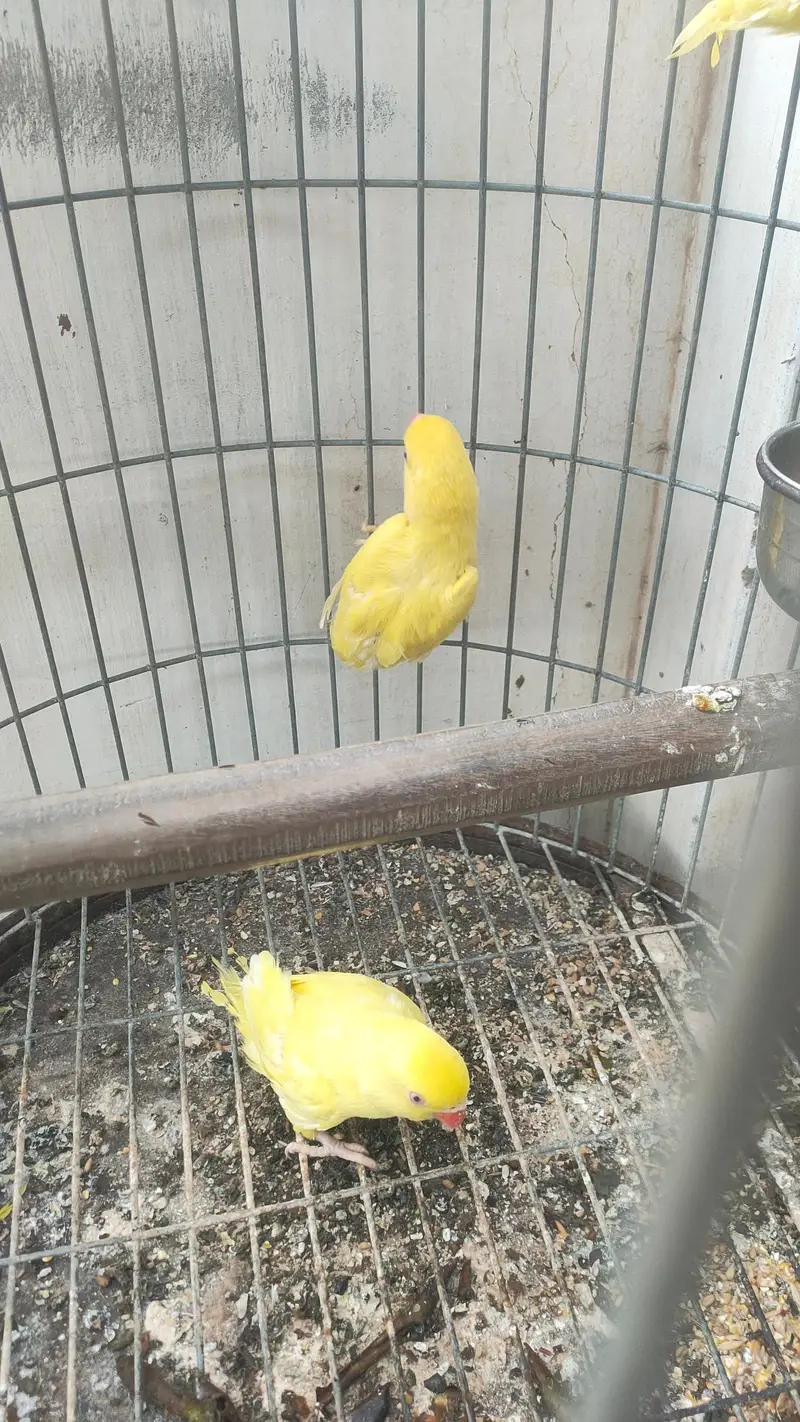 Yellow ringneck pair or pathy — photo 2
