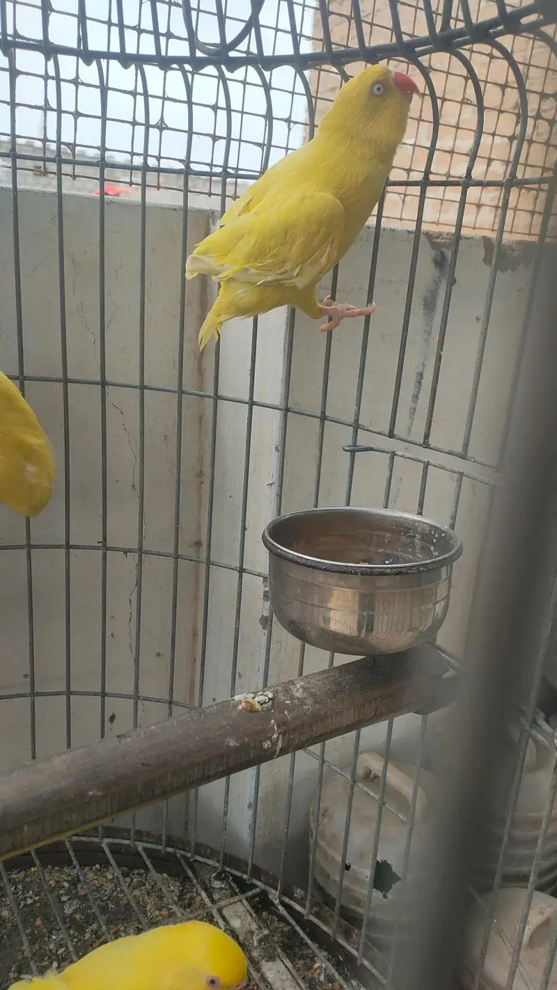 Yellow ringneck pair or pathy — photo 3