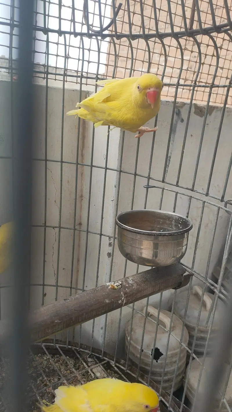 Yellow ringneck pair or pathy — photo 4