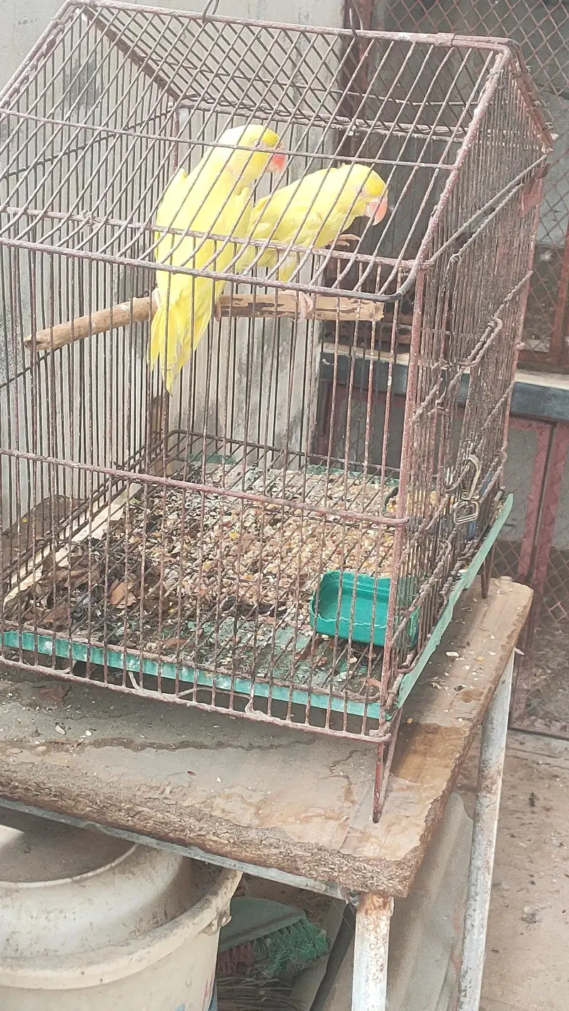 Yellow ringneck pair or pathy — photo 5