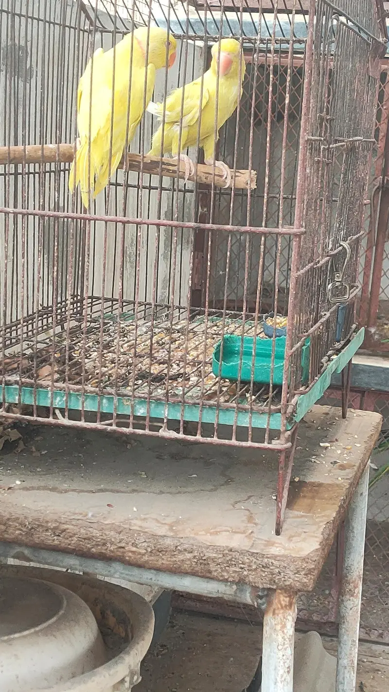 Yellow ringneck pair or pathy — photo 6