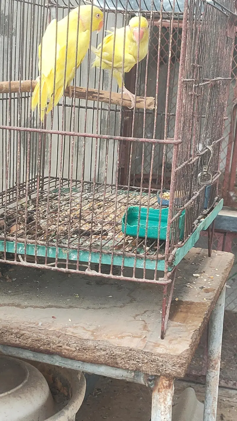 Yellow ringneck pair or pathy — photo 7