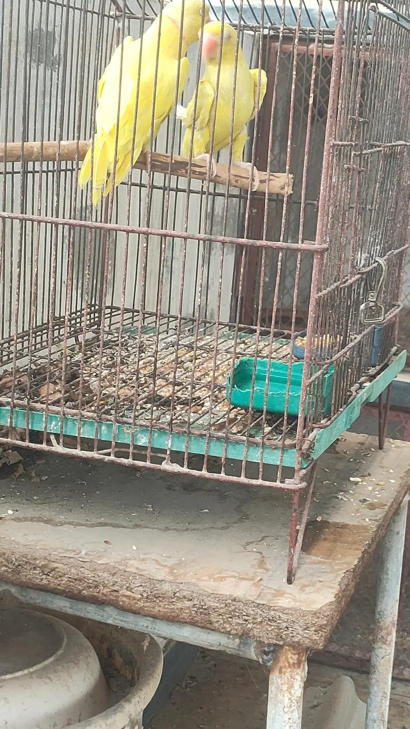 Yellow ringneck pair or pathy — photo 8