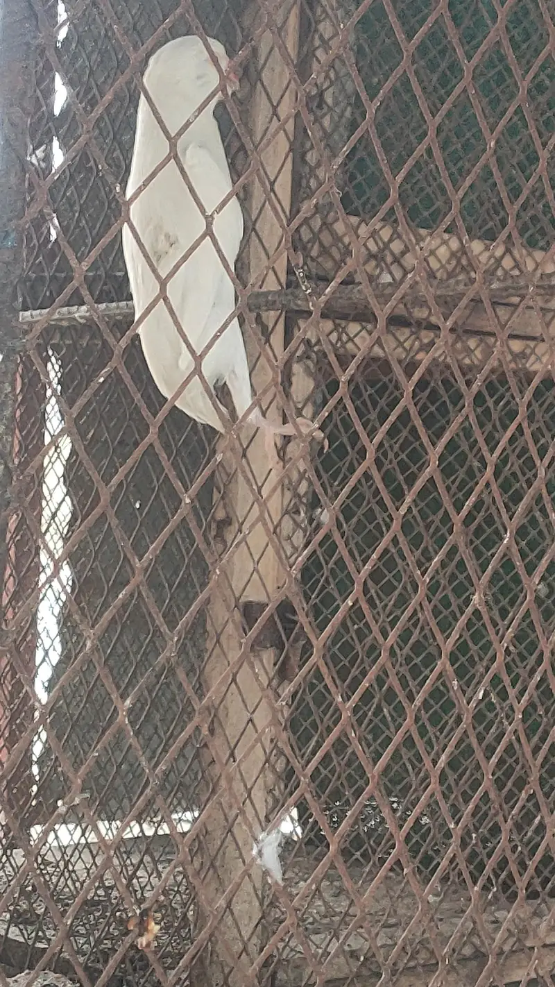 Yellow ringneck pair or pathy — photo 9