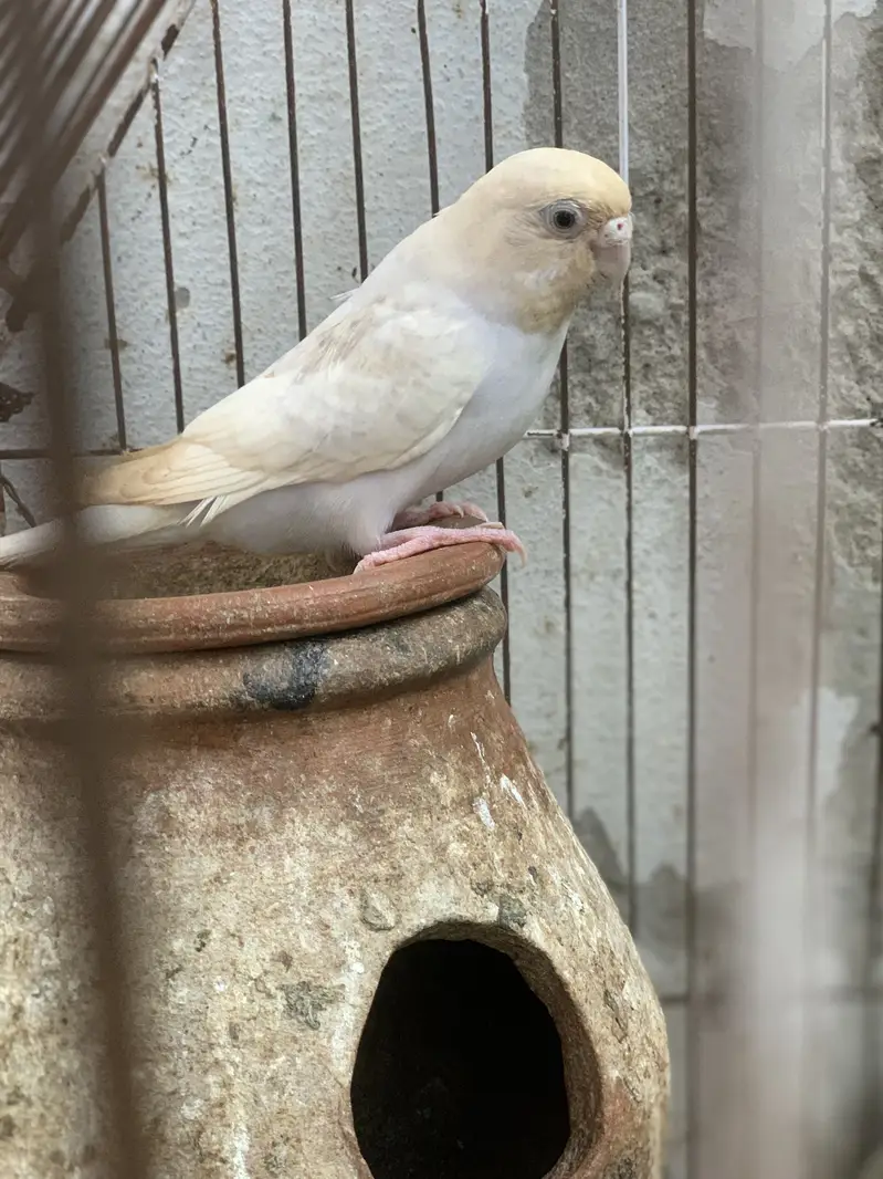 yallow male red eyes female is simple — photo 2