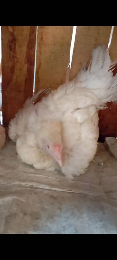 kurak female white madi