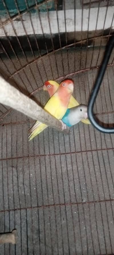 love bird with cage