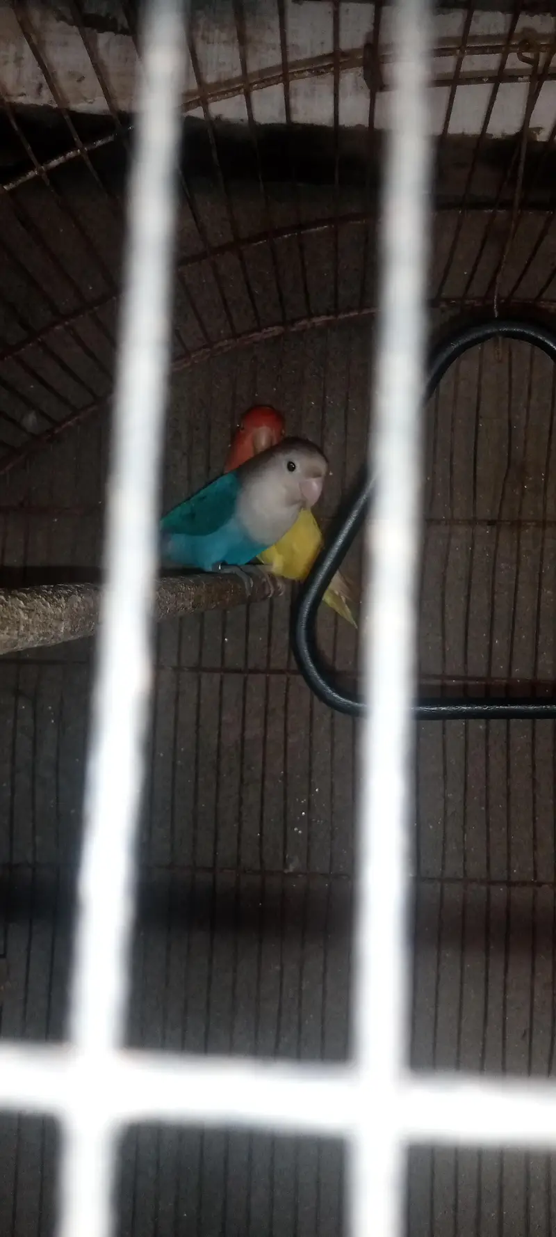 love bird with cage — photo 2