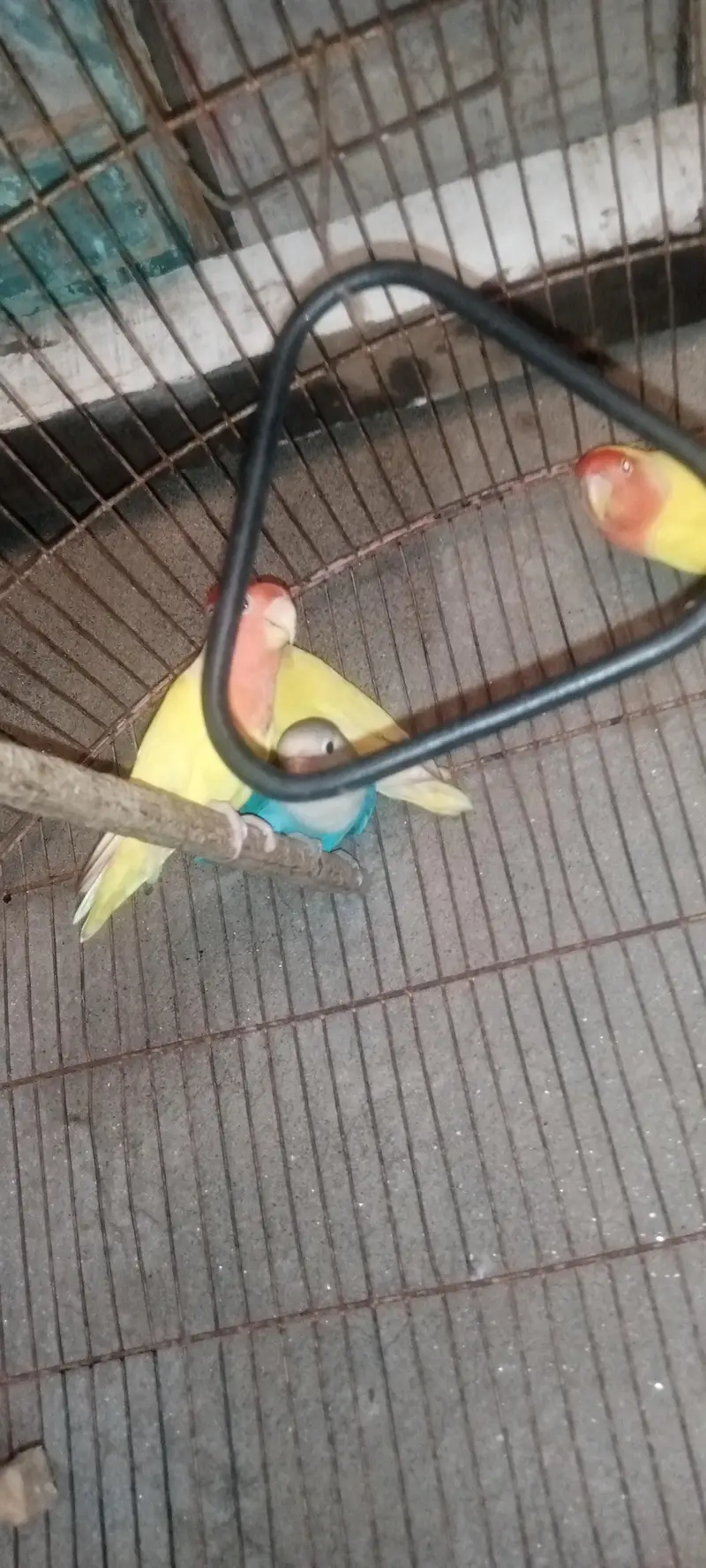 love bird with cage — photo 3