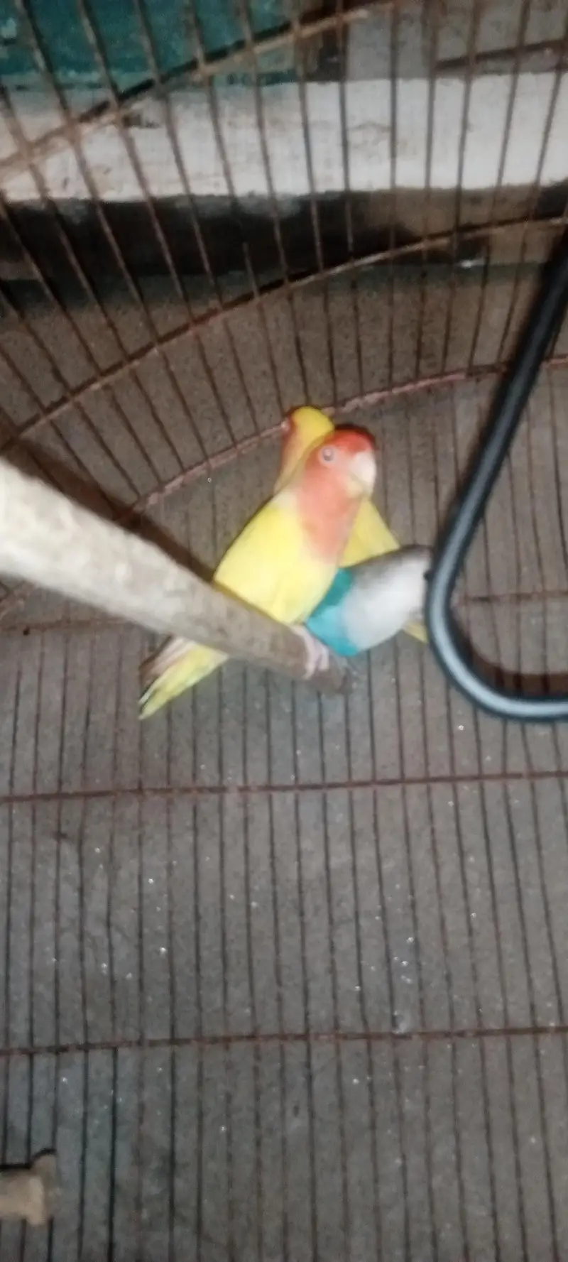 love bird with cage — photo 4