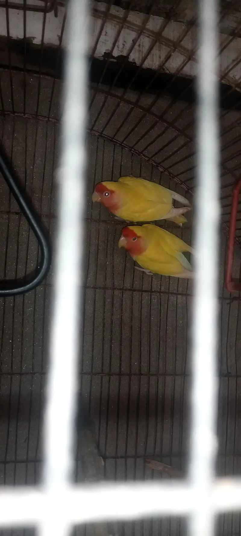 love bird with cage — photo 5