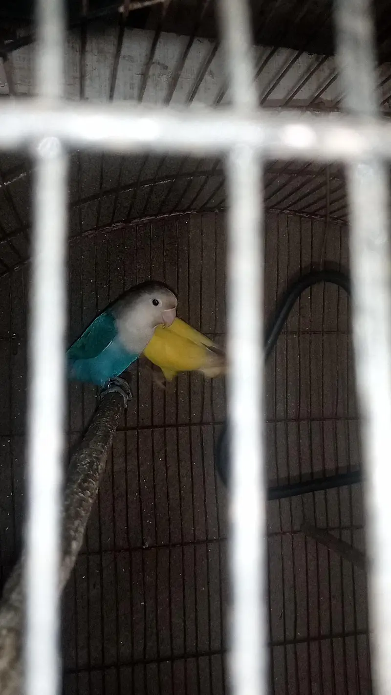 love bird with cage — photo 6