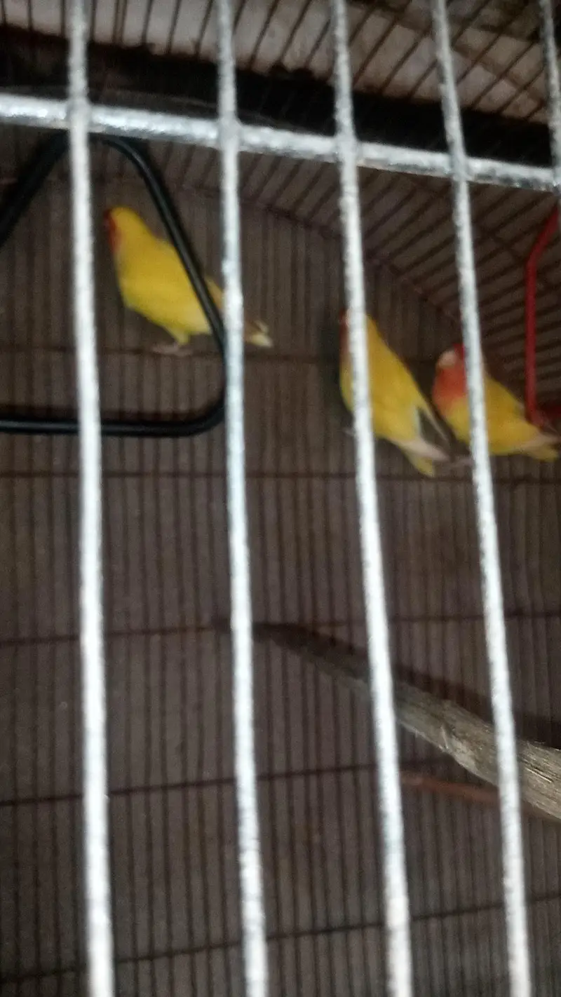 love bird with cage — photo 7