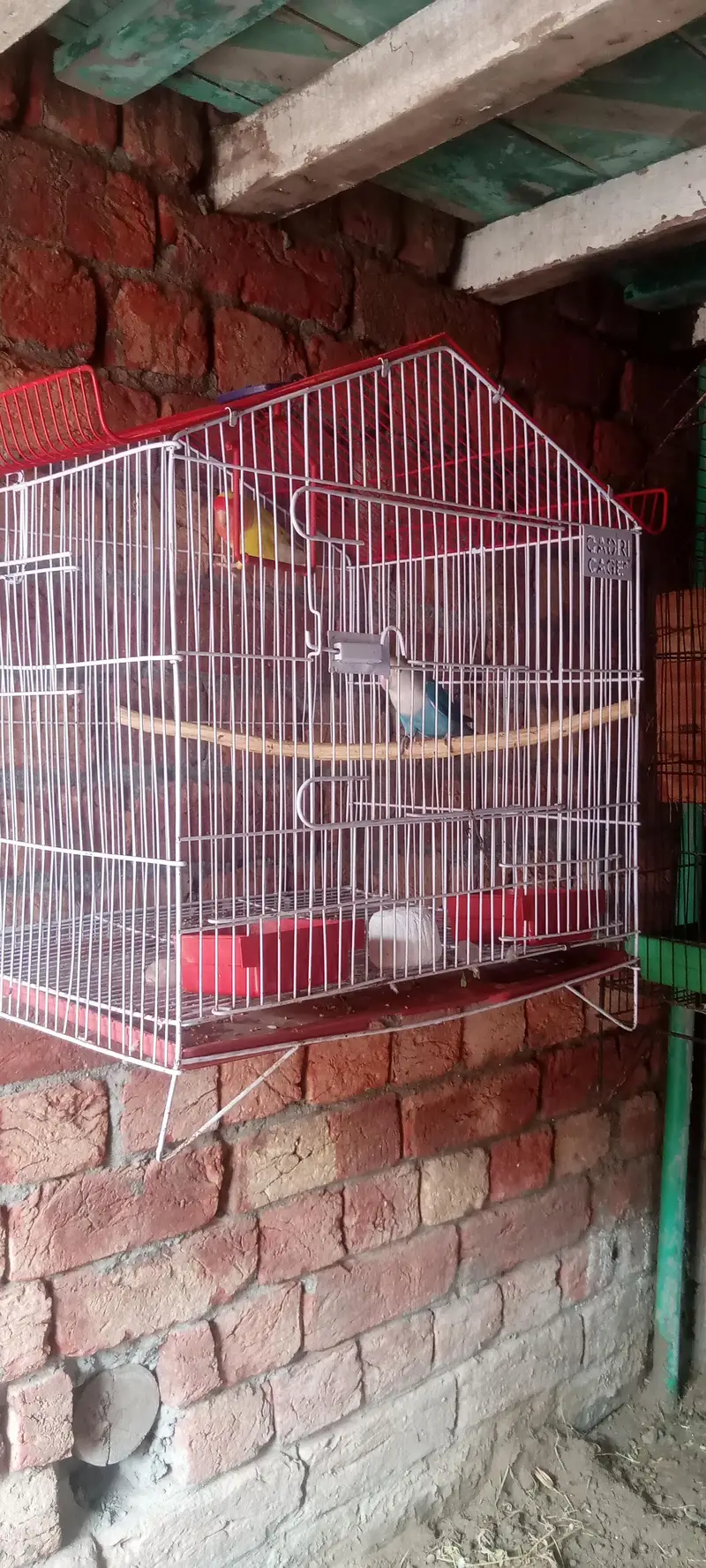love bird with cage — photo 8