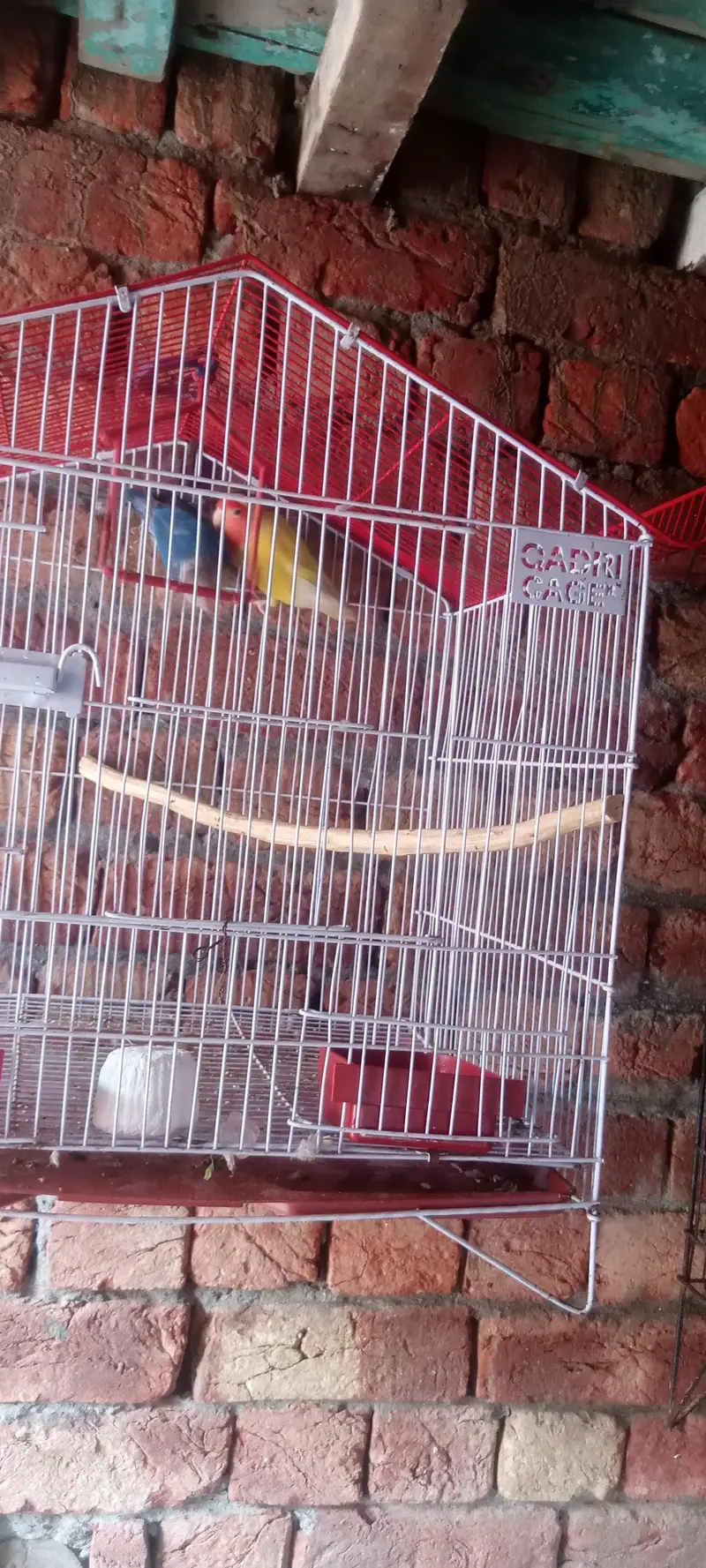 love bird with cage — photo 9