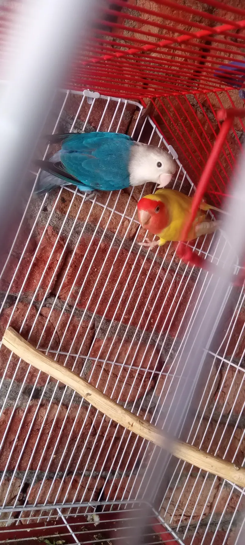 love bird with cage — photo 10