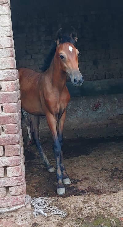 female horse forsale