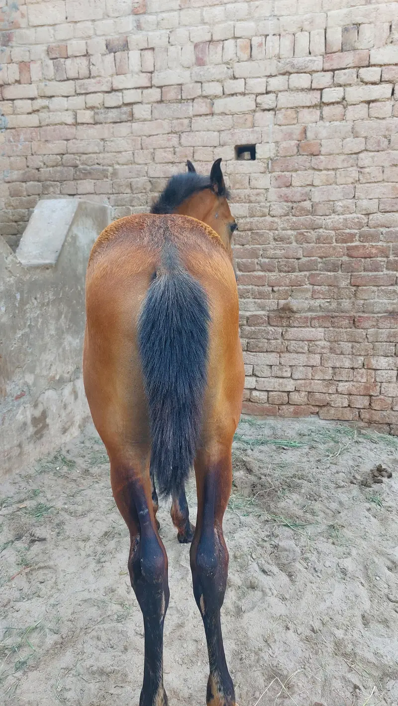 female horse forsale — photo 2