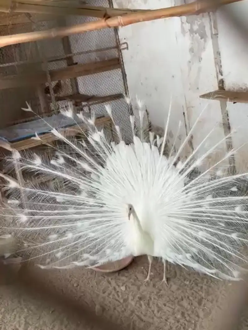 Pure white male peacock breeding 22 months old
