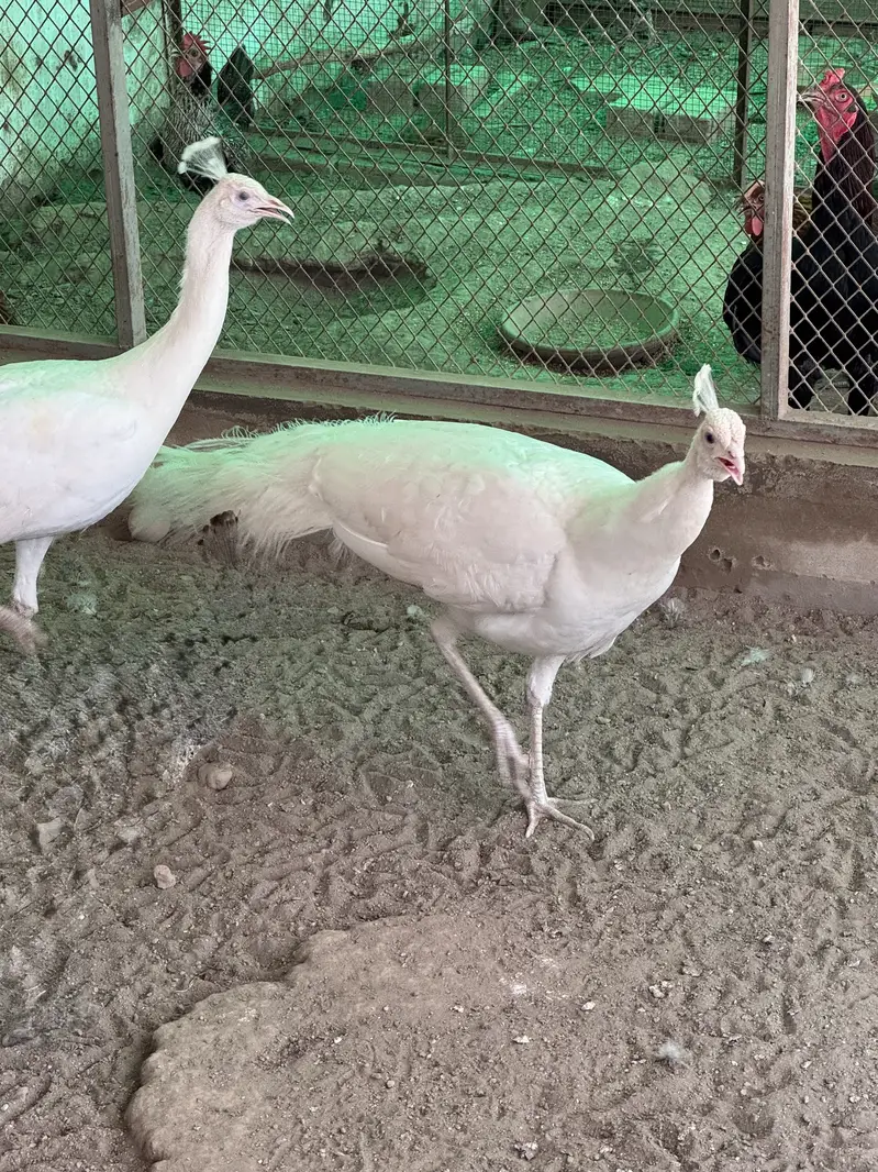 Pure white male peacock breeding 22 months old — photo 2