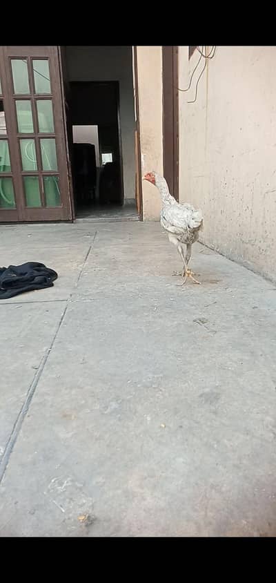 pure Thai aseel hen for sale
