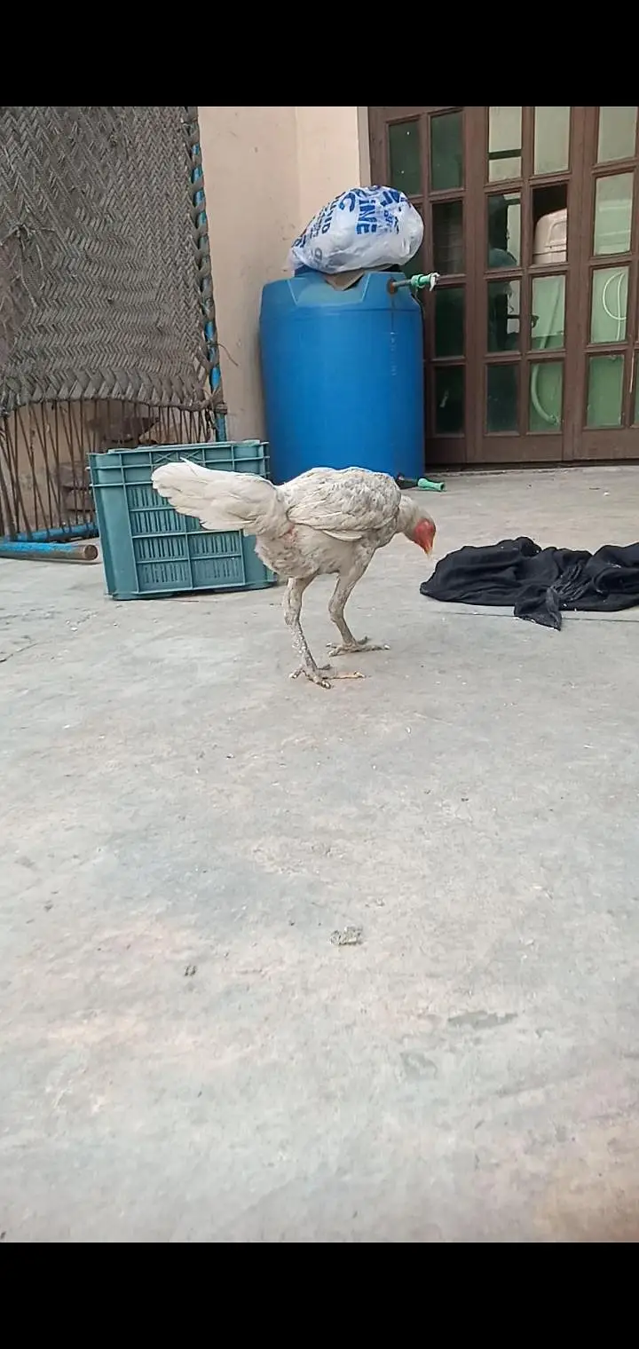 pure Thai aseel hen for sale — photo 2