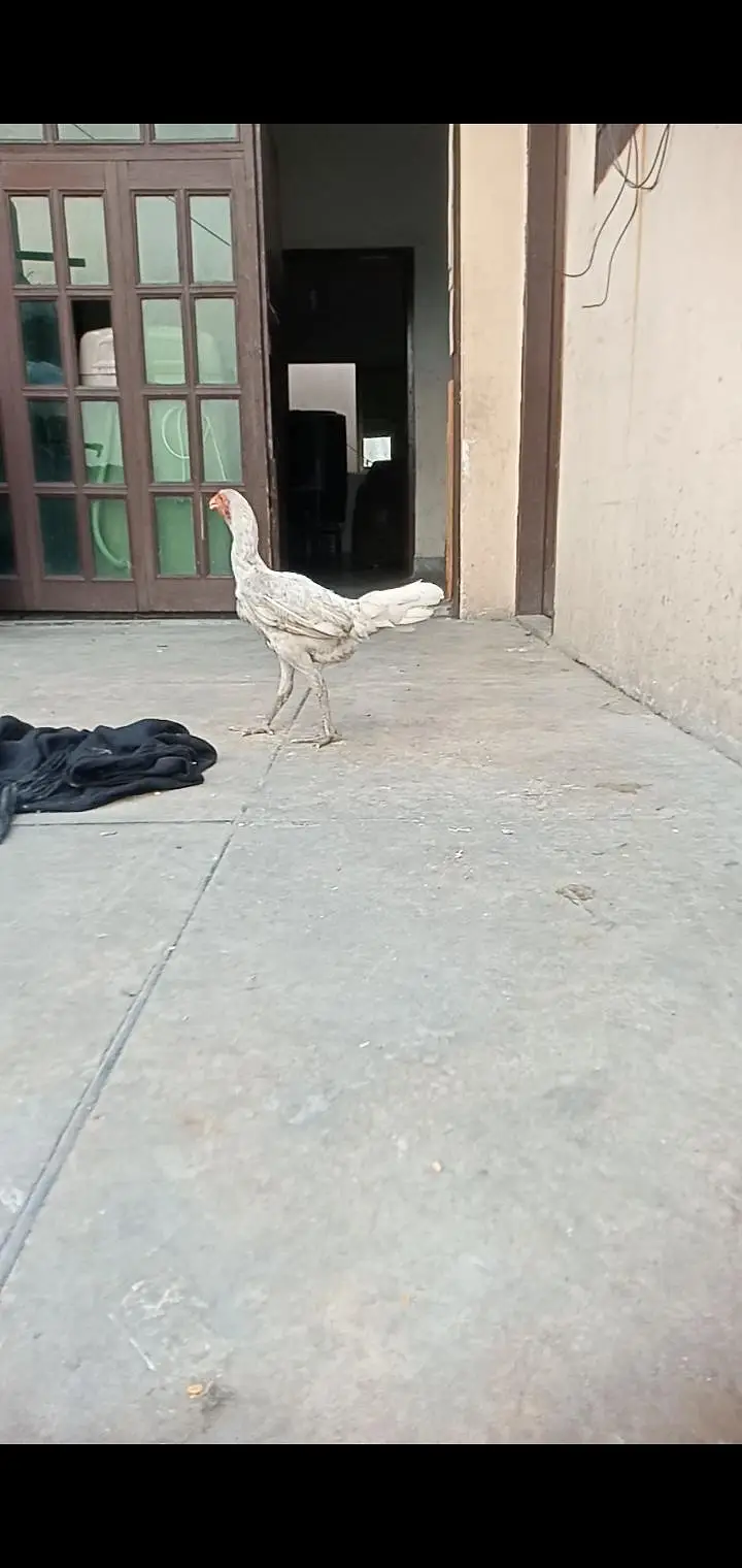 pure Thai aseel hen for sale — photo 3