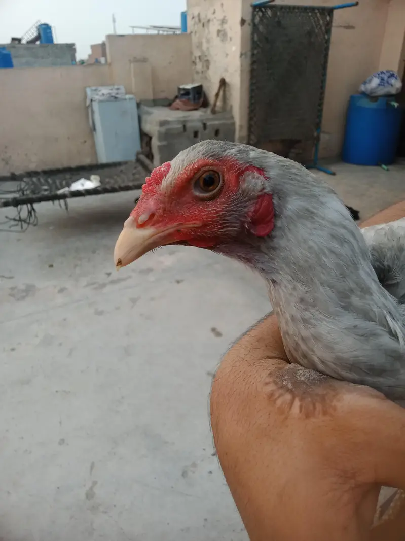 pure Thai aseel hen for sale — photo 4