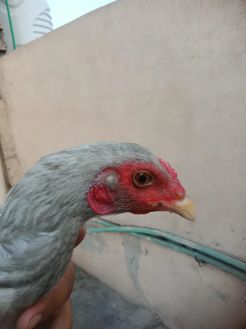pure Thai aseel hen for sale — photo 5