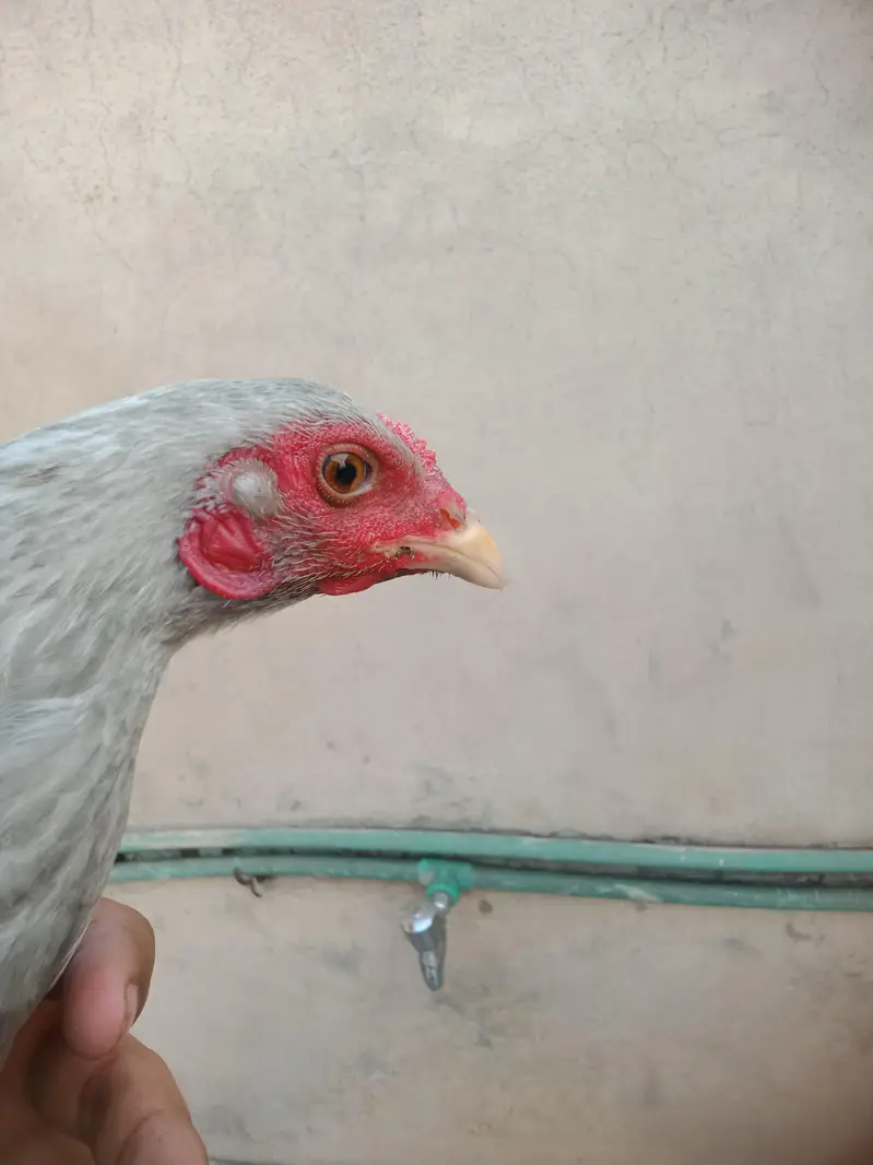 pure Thai aseel hen for sale — photo 6
