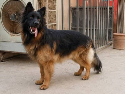 German Shepherd