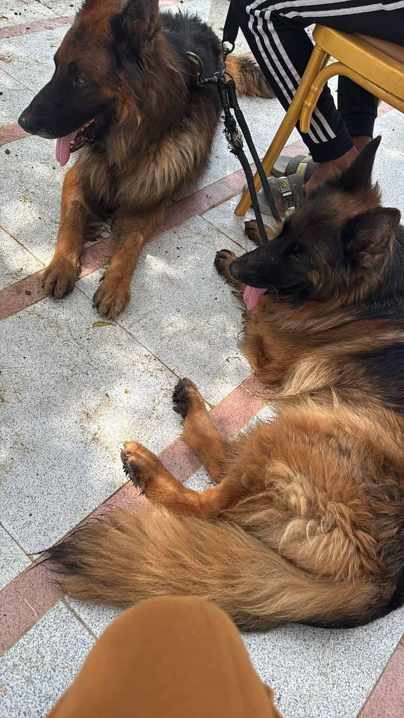 German Shepherd 2