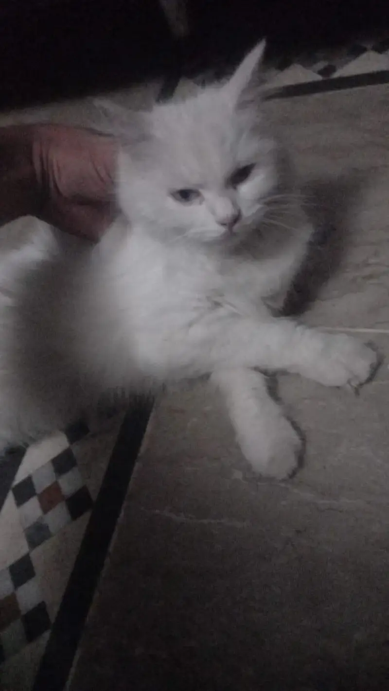 Persian cat for sale — photo 2