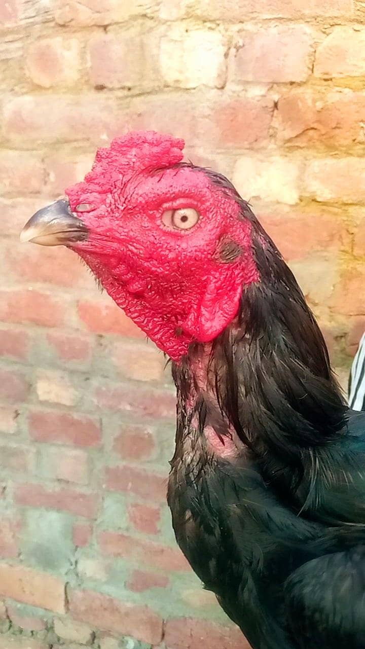 Burmi Patha full Active 1