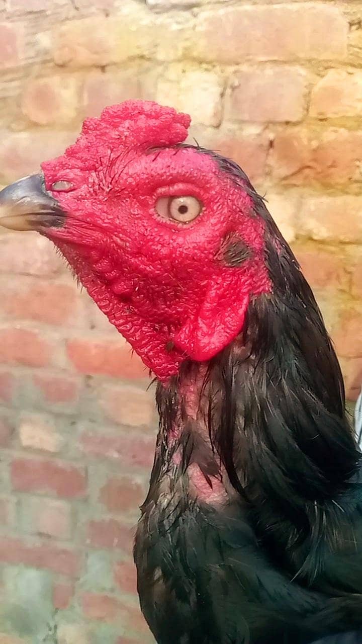 Burmi Patha full Active 6