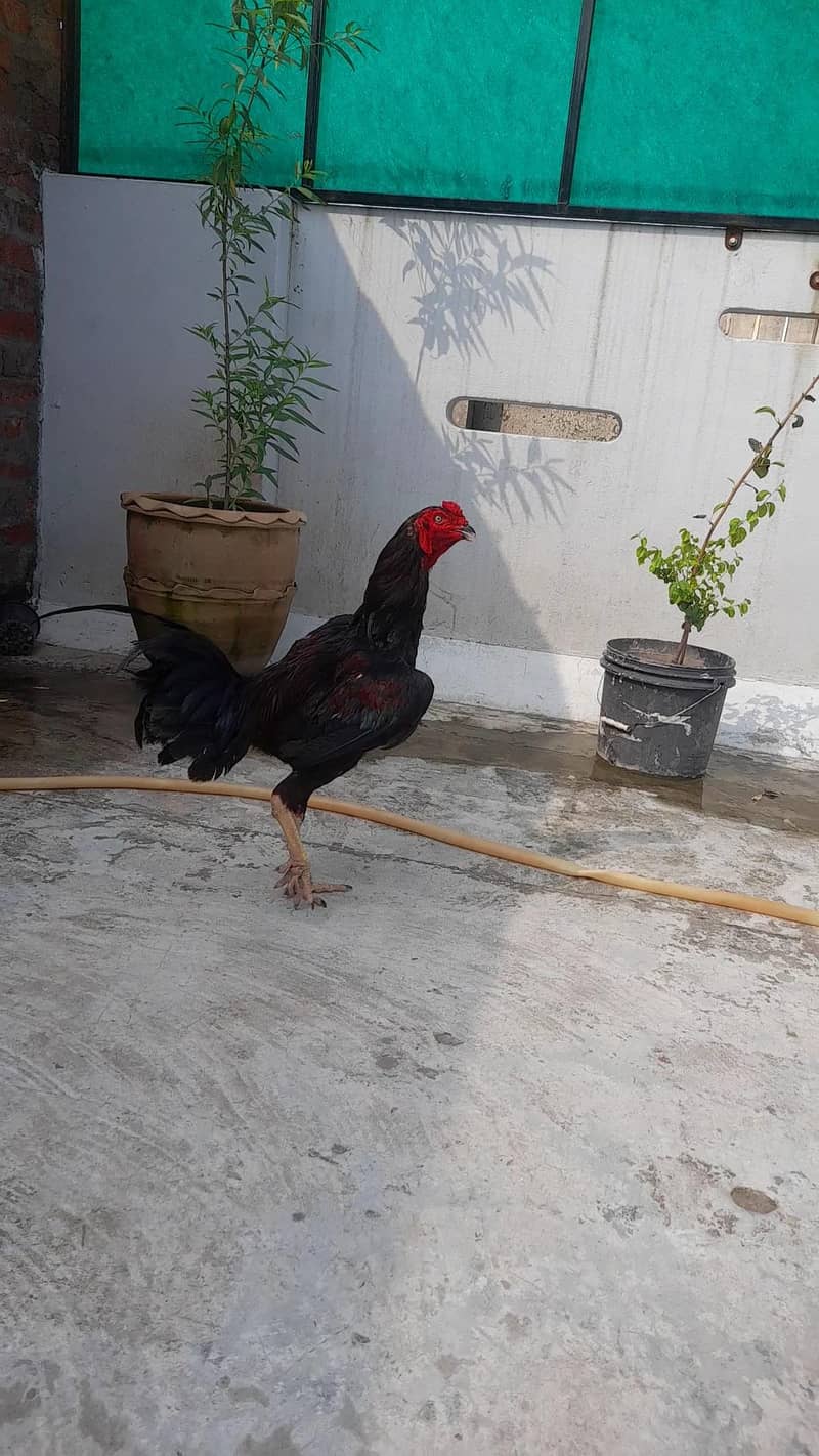 Burmi Patha full Active 7