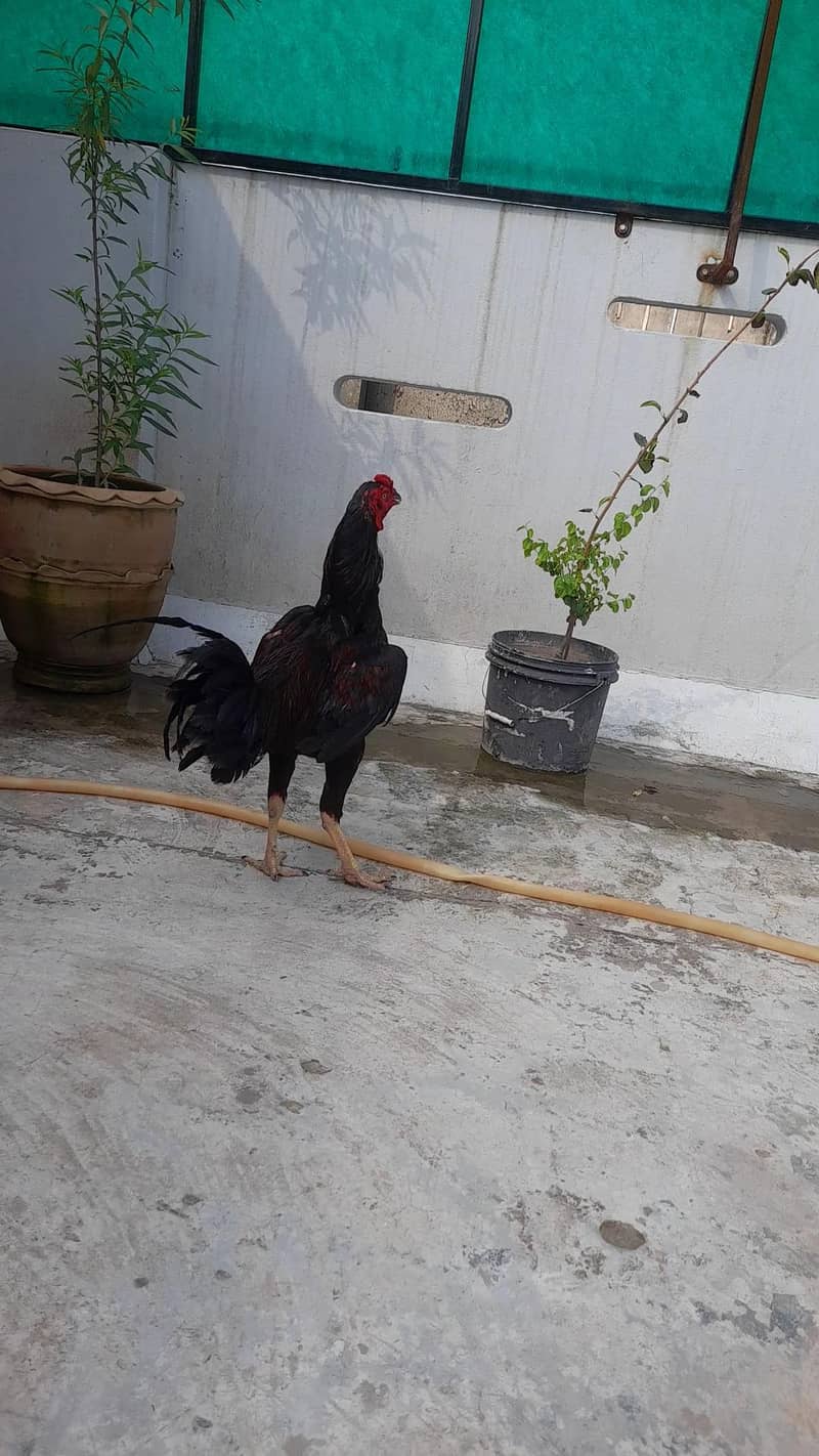 Burmi Patha full Active 9