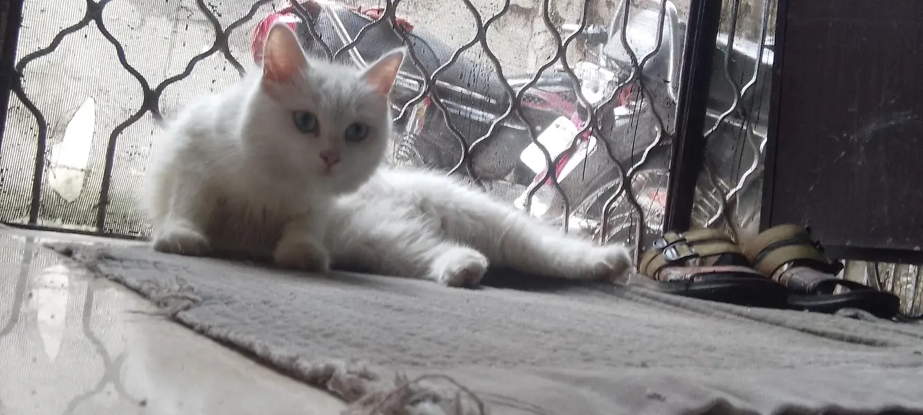 Persian cat for sale — photo 3