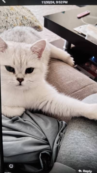 BRITISH SHORT HAIR (BREEDING CATS)