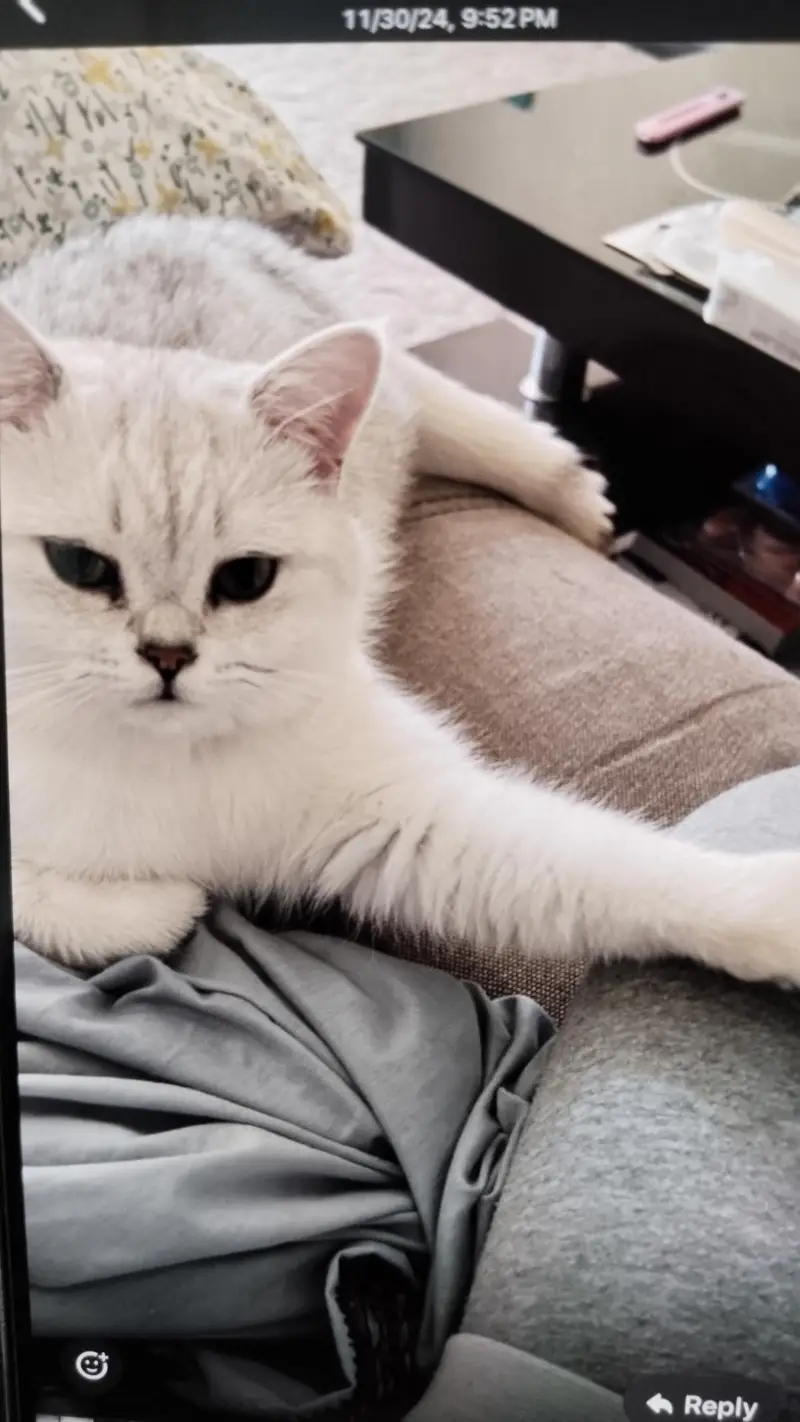 BRITISH SHORT HAIR (BREEDING CATS)