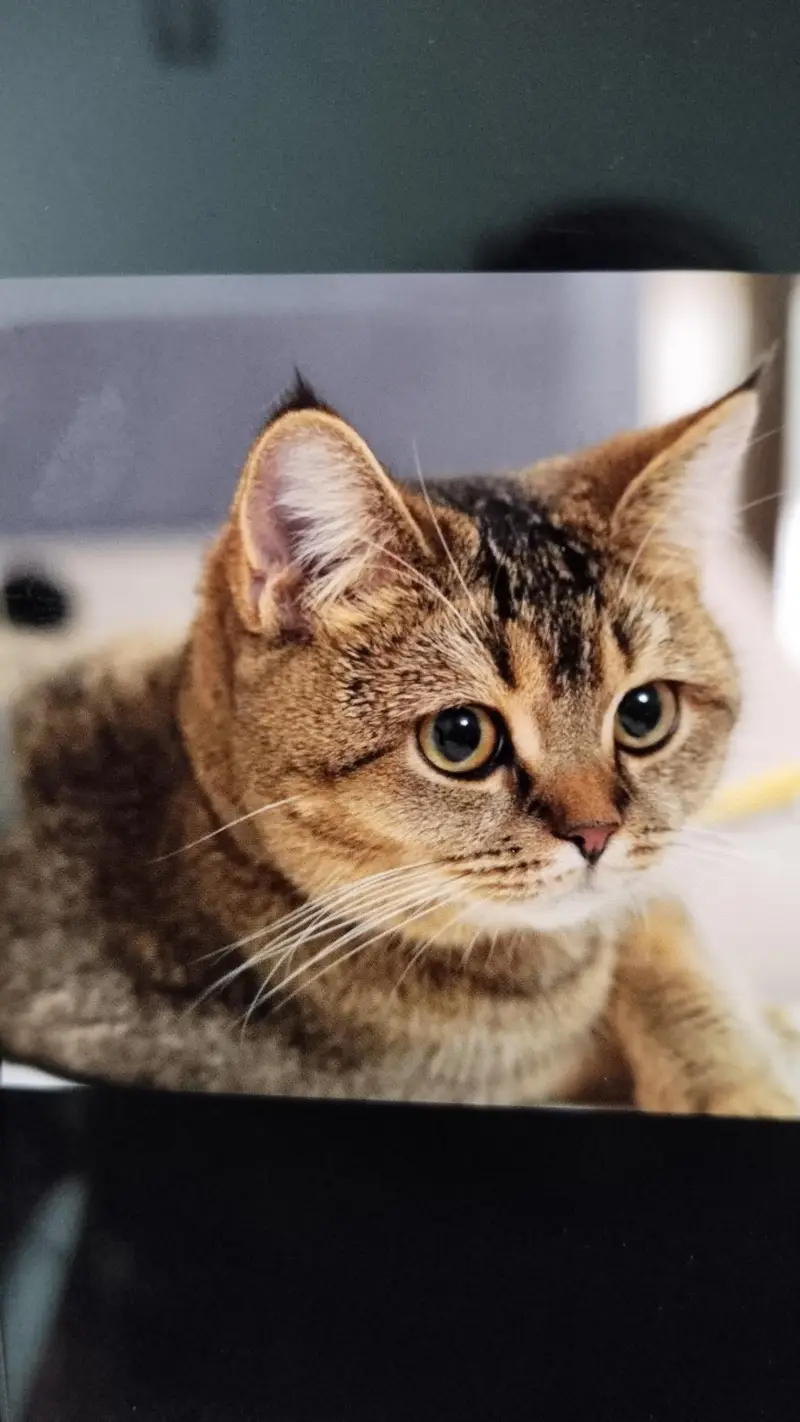 BRITISH SHORT HAIR (BREEDING CATS) — photo 2