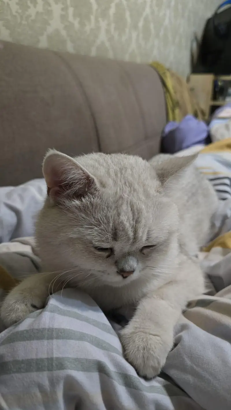 BRITISH SHORT HAIR (BREEDING CATS) — photo 4